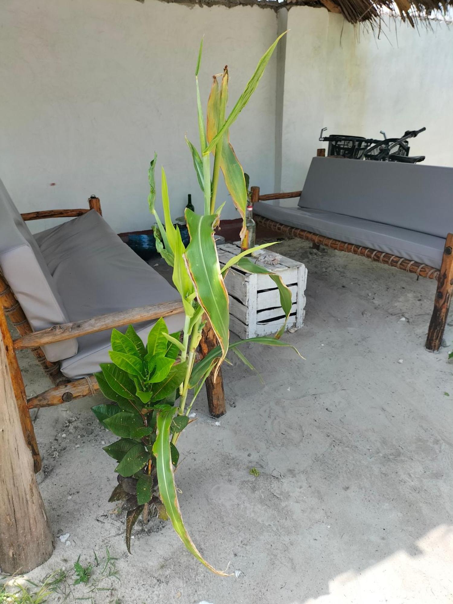 Mambo Leo Hostel Паже Екстериор снимка